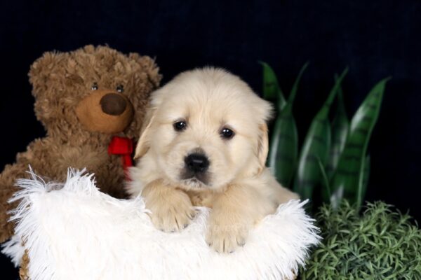 Image of Barney, a Golden Retriever puppy