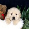 Image of Barney, a Golden Retriever puppy