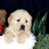 Image of Barney, a Golden Retriever puppy