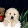 Image of Barney, a Golden Retriever puppy