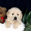 Image of Barney, a Golden Retriever puppy