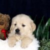 Image of Barney, a Golden Retriever puppy