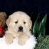 Image of Barney, a Golden Retriever puppy