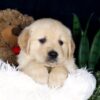 Image of Beaver, a Golden Retriever puppy