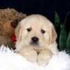 Image of Beaver, a Golden Retriever puppy