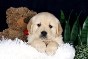 Image of Beaver, a Golden Retriever puppy