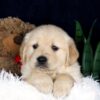 Image of Beaver, a Golden Retriever puppy