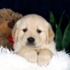 Image of Beaver, a Golden Retriever puppy