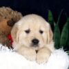 Image of Beaver, a Golden Retriever puppy