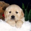 Image of Beaver, a Golden Retriever puppy