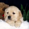 Image of Beaver, a Golden Retriever puppy