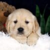 Image of Beaver, a Golden Retriever puppy