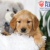 Image of Bentley, a Golden Retriever puppy