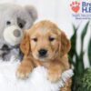 Image of Bentley, a Golden Retriever puppy