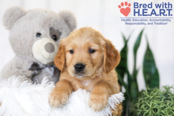 Image of Bentley, a Golden Retriever puppy