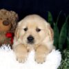 Image of Bingo, a Golden Retriever puppy