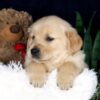 Image of Bingo, a Golden Retriever puppy