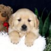 Image of Bingo, a Golden Retriever puppy