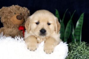 Image of Bingo, a Golden Retriever puppy