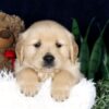 Image of Bingo, a Golden Retriever puppy