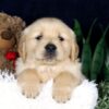 Image of Bingo, a Golden Retriever puppy