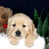 Image of Bingo, a Golden Retriever puppy