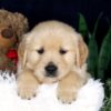 Image of Bingo, a Golden Retriever puppy