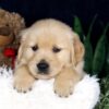 Image of Bingo, a Golden Retriever puppy