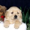 Image of Bingo, a Golden Retriever puppy