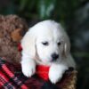 Image of Biscuit, a Golden Retriever puppy