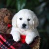 Image of Biscuit, a Golden Retriever puppy