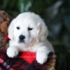 Image of Biscuit, a Golden Retriever puppy