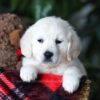 Image of Biscuit, a Golden Retriever puppy