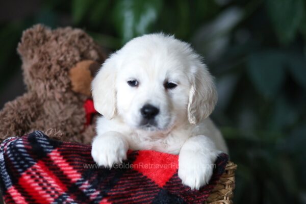 Image of Biscuit, a Golden Retriever puppy