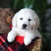 Image of Biscuit, a Golden Retriever puppy