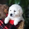 Image of Biscuit, a Golden Retriever puppy