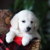 Image of Biscuit, a Golden Retriever puppy