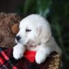 Image of Biscuit, a Golden Retriever puppy