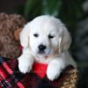 Image of Biscuit, a Golden Retriever puppy