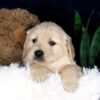 Image of Blaze, a Golden Retriever puppy