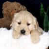 Image of Blaze, a Golden Retriever puppy