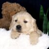 Image of Blaze, a Golden Retriever puppy