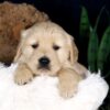 Image of Blaze, a Golden Retriever puppy