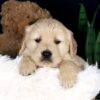 Image of Blaze, a Golden Retriever puppy