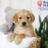 Image of Bonnie, a Golden Retriever puppy