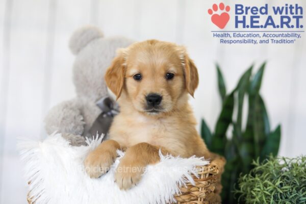 Image of Bonnie, a Golden Retriever puppy