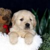 Image of Brady, a Golden Retriever puppy