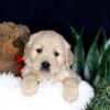 Image of Brady, a Golden Retriever puppy