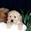 Image of Brady, a Golden Retriever puppy