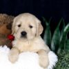 Image of Brady, a Golden Retriever puppy